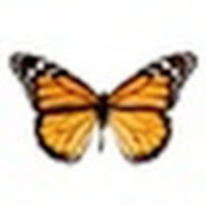 Meet your Posher, Tracey